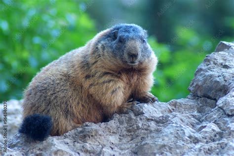 pian schiavaneis marmotte